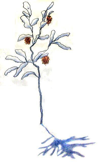 Везучий Борька