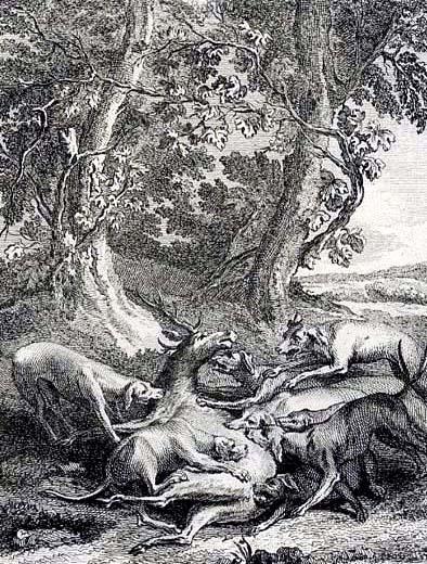 Виноградник и олень (басня) Виноградник и олень