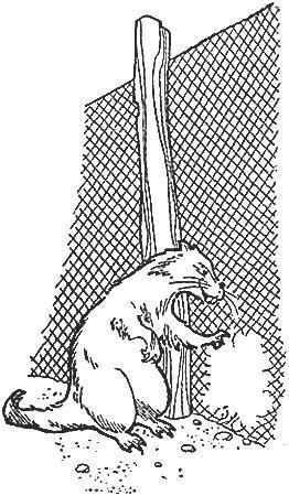 Волшебный берег (повесть) зверёк прогрыз дыру в заборе