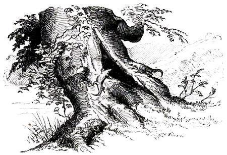 Волшебный холм (сказка) древо