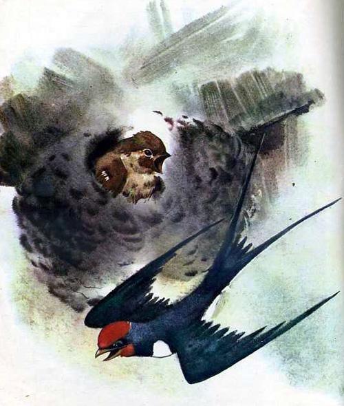 Воробей и ласточки