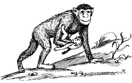 Я познаю мир. Поведение животных