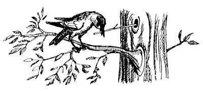 Я познаю мир. Поведение животных