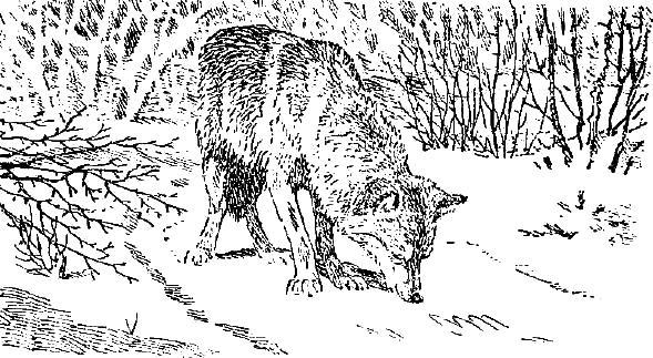 За волками (рассказ) 015
