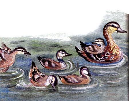 Засыпайка в рыбацкой деревне (повесть) утка с утятами