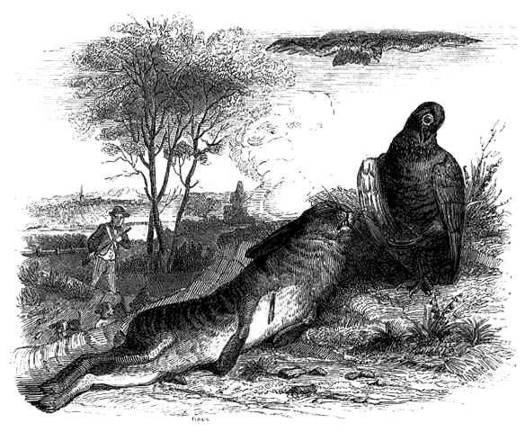 Заяц и куропатка