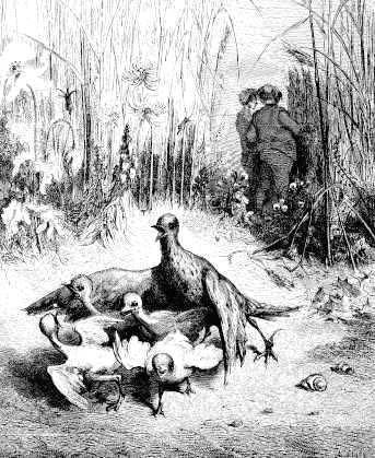 Жаворонок с птенцами и землевладелец