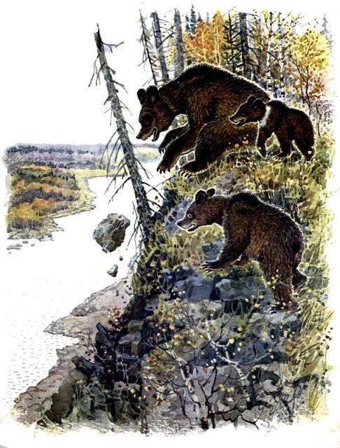 медведица и медвежата у пропасти камень падает