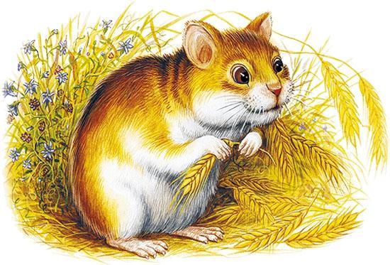 Житный дед 34