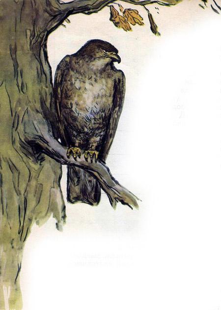 Зимнее летечко: Невидимки ястреб