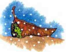 Зимняя сказка