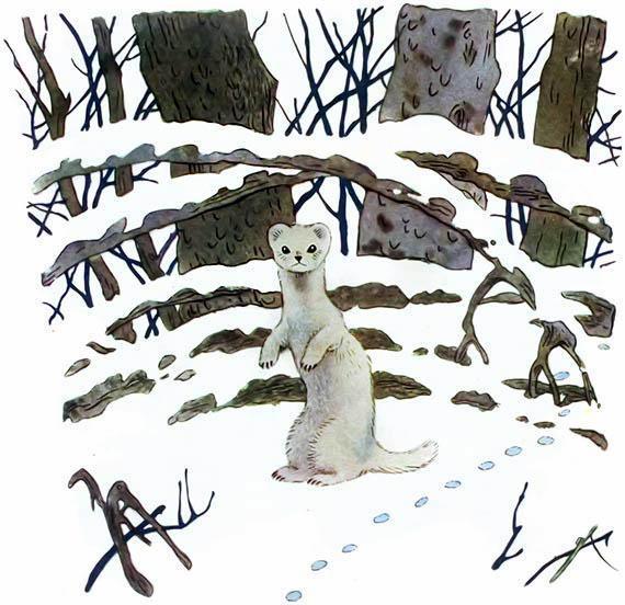 Зимой и летом Зимой ласка