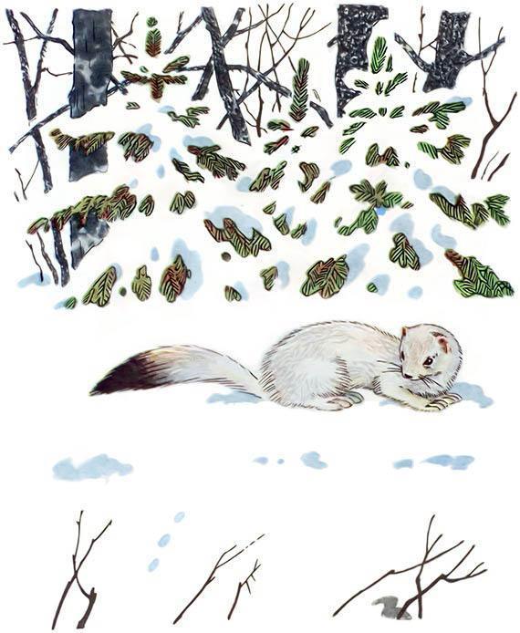 Зимой и летом Зимой горностай