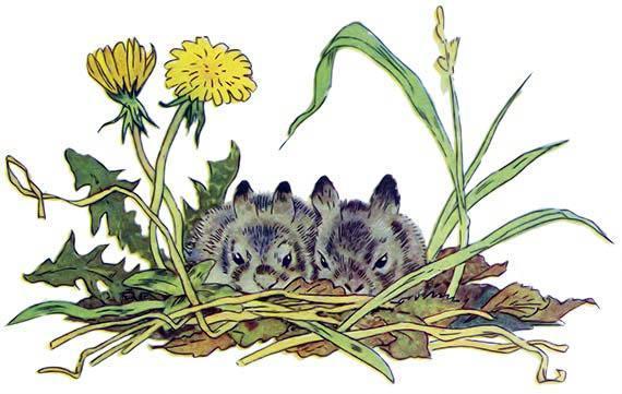 Зимой и летом зайчата в одуванчиках