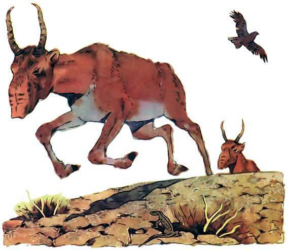 Зимой и летом сайгак летом