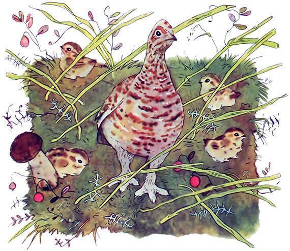 Зимой и летом куропатка летом