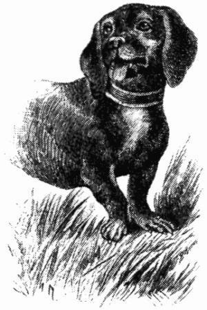 Кривоногий такс и его союзник