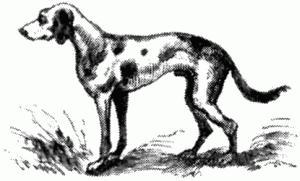 Тюрлюретта