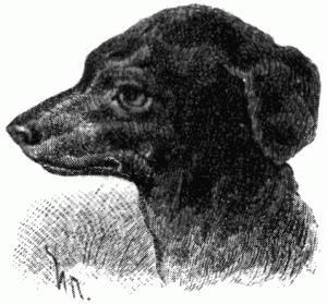 Турецкая собака