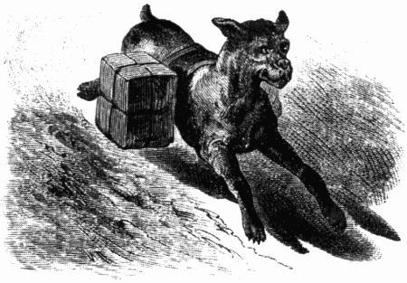 Собака-контрабандист