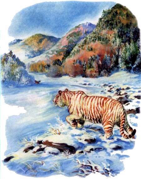 зима Тигрица Ригма