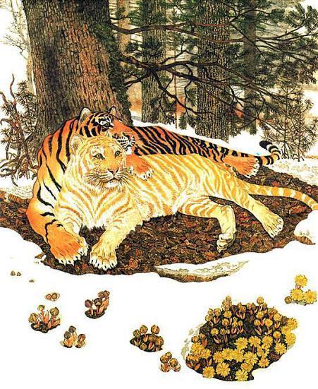 Тигр и Тигрица Ригма