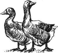 Золотой гусёнок