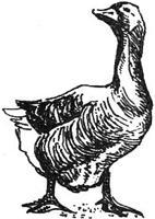 Золотой гусёнок