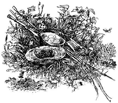 Золотой линь Золотой линь