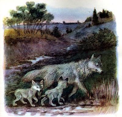 волчица и волчата